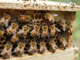 中锋蜂是什么蜂种,养殖中锋蜂有什么优势,如何提高产蜜量