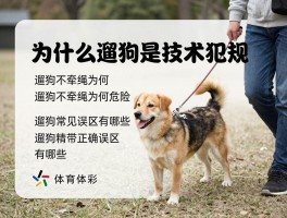 为什么遛狗是技术犯规,遛狗不牵绳为何危险,遛狗常见误区有哪些,如何正确遛狗