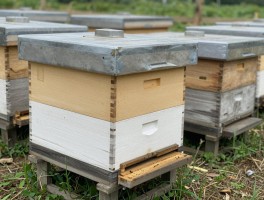 中蜂标准蜂箱,如何选择最佳尺寸,中蜂标准箱优缺点分析,怎样正确使用中蜂蜂箱