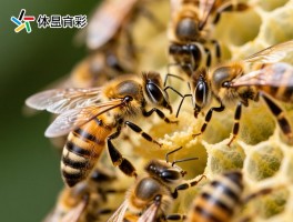 中锋蜂王丨中蜂蜂王如何培育，与意蜂王有何区别，怎样维持强群优势？