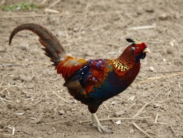 野鸡越位是什么意思啊网络用语,野鸡越位怎么解释,野鸡越位如何使用场景