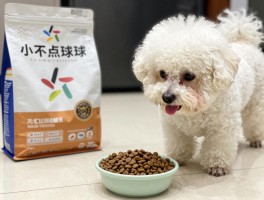 小不点球球,泰迪犬小不点怎么养,比熊犬球球吃什么狗粮,小狗挑食怎么办训练