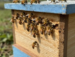 蜜蜂中锋养殖技术详解,中蜂如何管理才能高产,中蜂养殖有哪些关键技巧