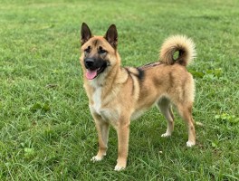 中锋犬,中锋犬是什么品种,中锋犬怎么训练,中锋犬优缺点有哪些