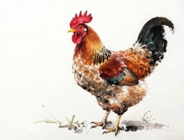 中锋鸡,如何运用中锋笔法画鸡,鸡冠和尾羽怎么处理,水墨画鸡步骤详解