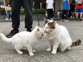 街头篮球果实,有什么用怎么获得,喂养宠物技巧是什么,如何提高获取概率