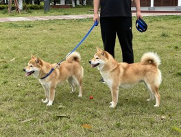 为什么遛狗是技术犯规呢,遛狗不当行为有哪些,如何正确遛狗,不牵绳算犯规吗