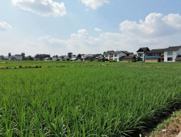 中锋社自然村在哪里,经济发展如何,适合种植什么作物,基础设施完善吗