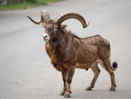 角球是指什么生肖,角球代表什么动物,角球相关的生肖有哪些