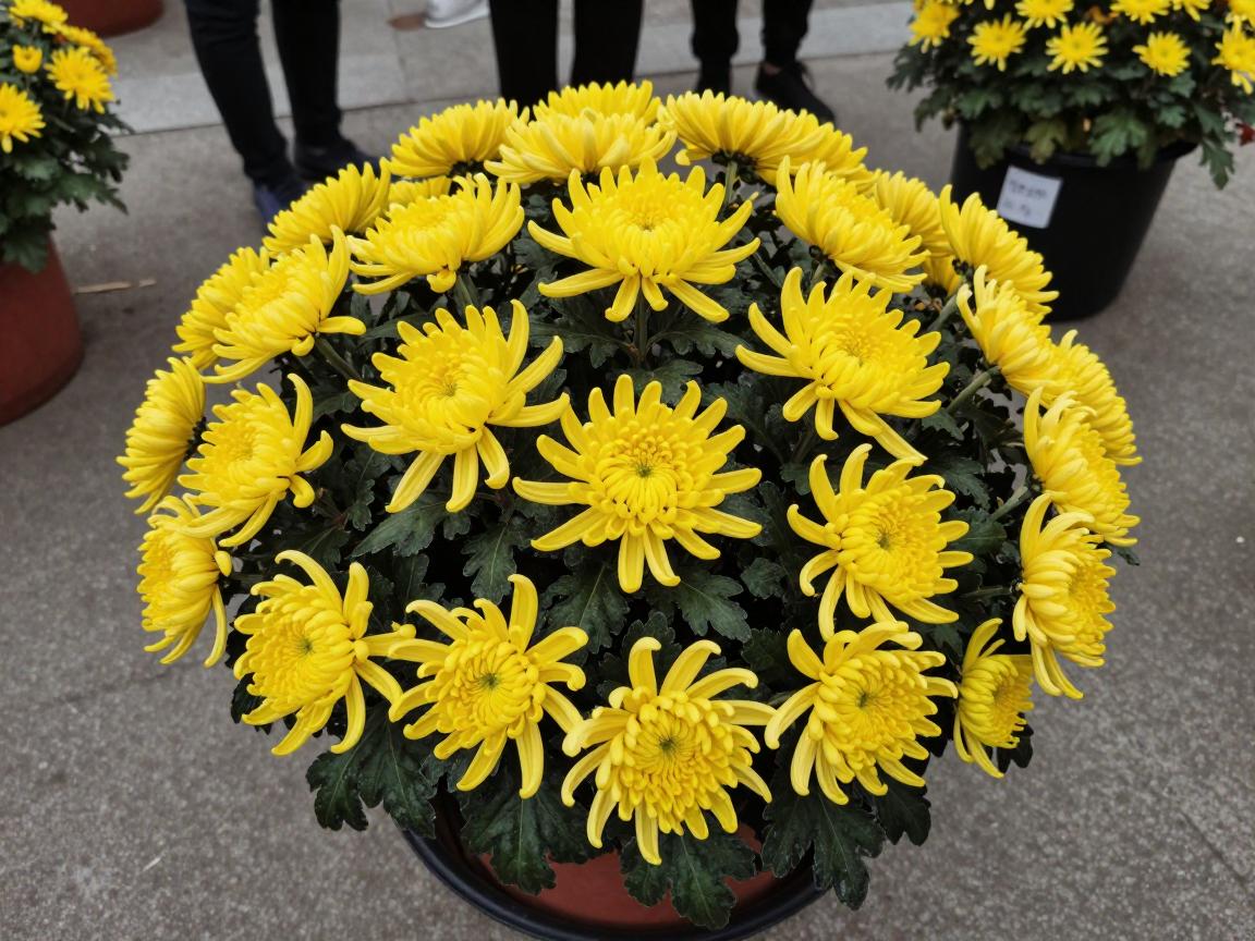 菊花塞篮球,是什么含义,有哪些风险,如何预防相关伤害 菊花塞篮球,是什么含义,有哪些风险,如何预防相关伤害