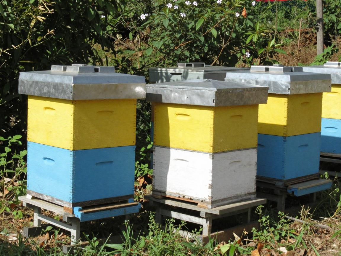 中蜂标准蜂箱,如何选择最佳尺寸,中蜂标准箱优缺点分析,怎样正确使用中蜂蜂箱 中蜂标准蜂箱,如何选择最佳尺寸,中蜂标准箱优缺点分析,怎样正确使用中蜂蜂箱