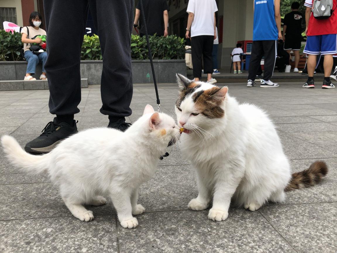 街头篮球果实,有什么用怎么获得,喂养宠物技巧是什么,如何提高获取概率 街头篮球果实,有什么用怎么获得,喂养宠物技巧是什么,如何提高获取概率